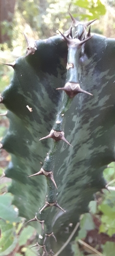 Euphorbia ingens