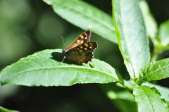 Pararge aegeria