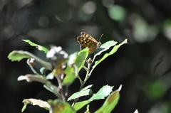Pararge aegeria