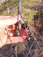 Larix laricina image