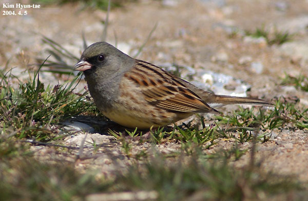Black-faced Bunting