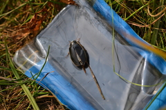 Dytiscus circumcinctus