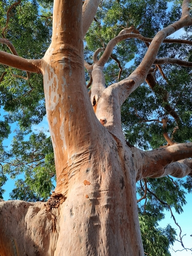Angophora costata