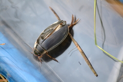 Dytiscus circumcinctus