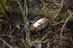 Dytiscus circumcinctus