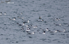 Chroicocephalus ridibundus