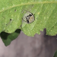 Eriovixia