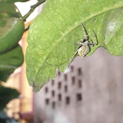 Eriovixia