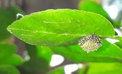 Eriovixia
