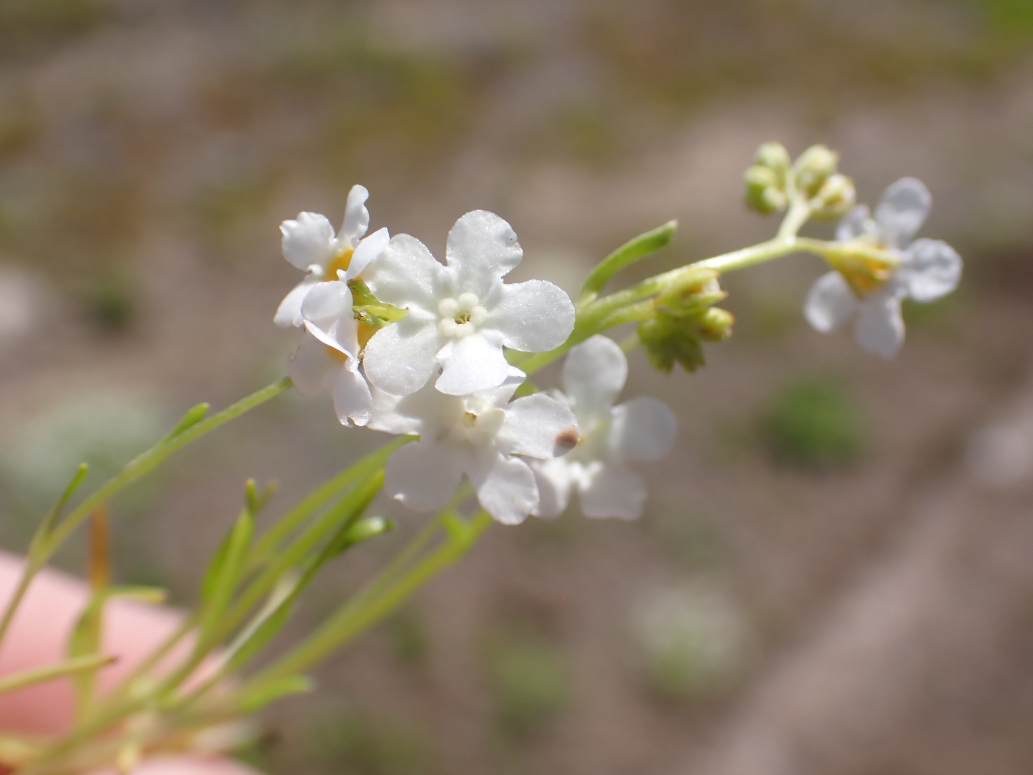 Plagiobothrys tener var. subglaber