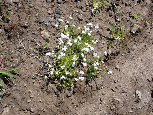 Plagiobothrys tener, photograph 1