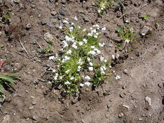 Plagiobothrys tener, photograph author not stated, no rights reserved