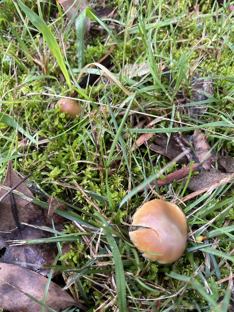 Psilocybe Mushrooms from Wicks East Nature Reserve, The Basin, VIC, AU