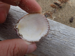 Acrosterigma pristipleura