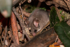 Tasmanian Pygmy Possum photo 3