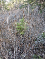 Viburnum cassinoides image