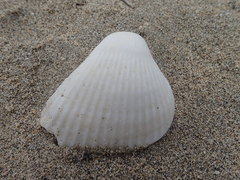 Noetia