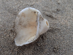 Noetia