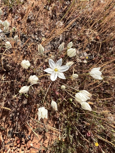 iNaturalist observation photo of white brodiaea