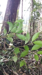 Clusiaceae