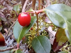 Gaultheria procumbens image