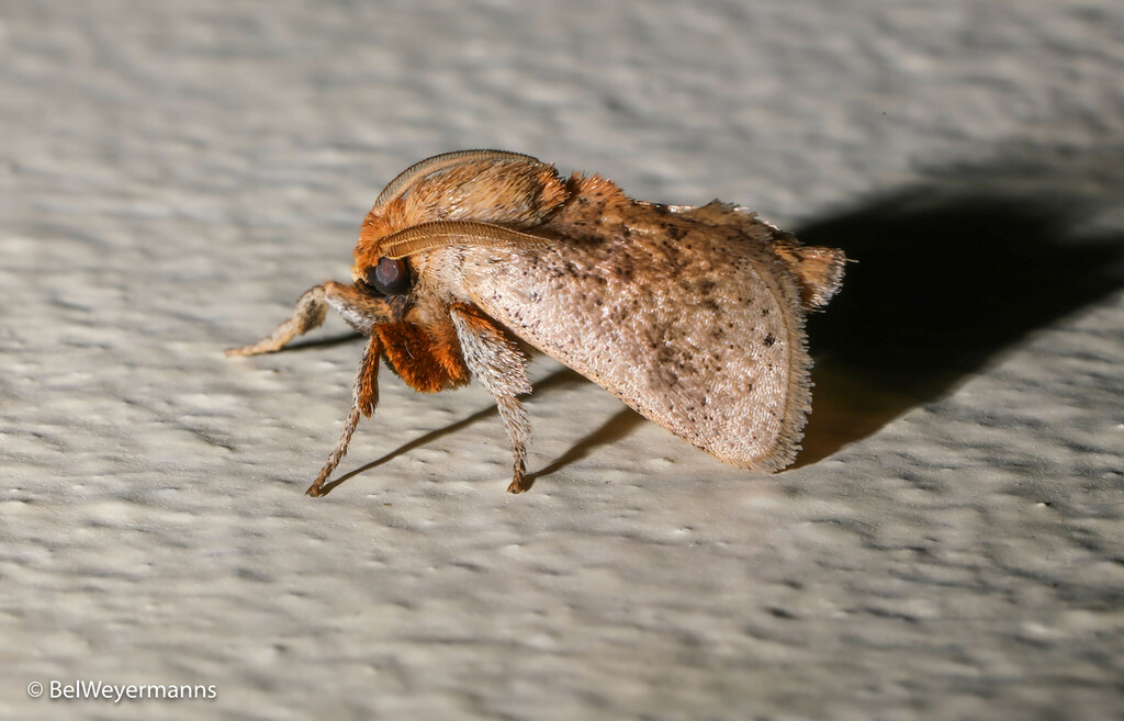 Perola subpunctata