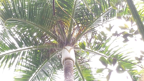 Image of Carl’s Palm (Dypsis carlsmithii) by no rights reserved
