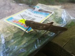 Anacridium aegyptium