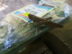 Anacridium aegyptium