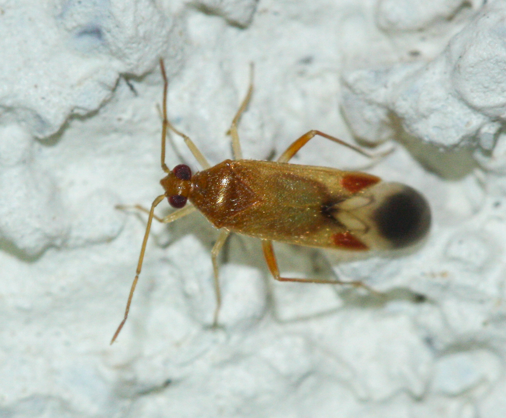 Ceratocapsus fanseriae