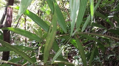 Dypsis vonitrandambo