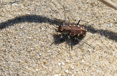 Cicindela transbaicalica