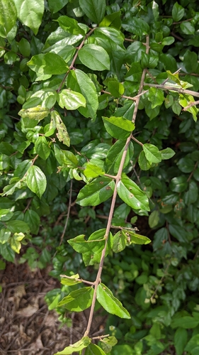 Image of Sageretia thea by (c) 許文俊, some rights reserved (CC BY-SA)