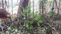 Clusiaceae
