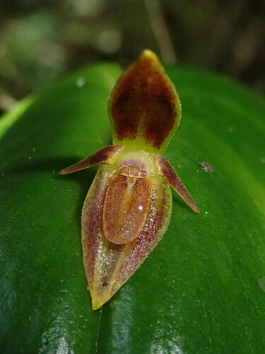 Pleurothallis coriacardia