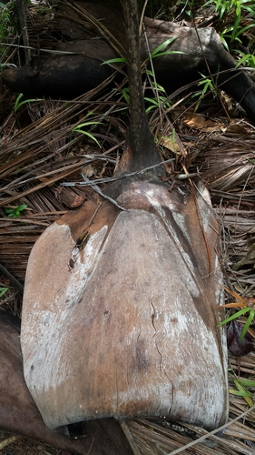 Image of Carl’s Palm (Dypsis carlsmithii) by no rights reserved
