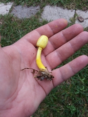 Leucocoprinus birnbaumii image
