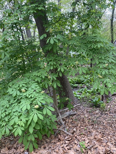 Aesculus flava