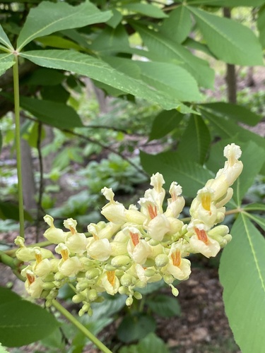 yellow buckeye (Aesculus flava)