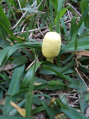 Leucocoprinus birnbaumii image
