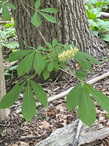 Aesculus flava