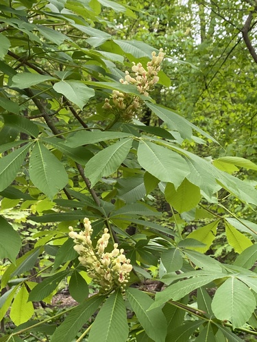 Aesculus flava