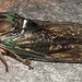 Coastal Lyric Cicada - Photo (c) Elissa Malcohn, some rights reserved (CC BY-NC-SA)