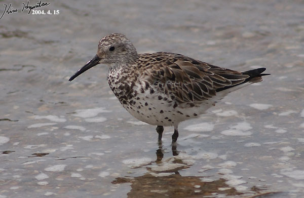Great Knot