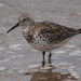 Great Knot - Photo (c) Kim, Hyun-tae, some rights reserved (CC BY), uploaded by Kim, Hyun-tae