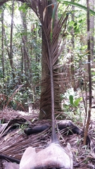 Dypsis carlsmithii