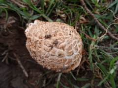 Amanita pelioma
