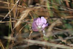 Sidalcea calycosa rhizomata