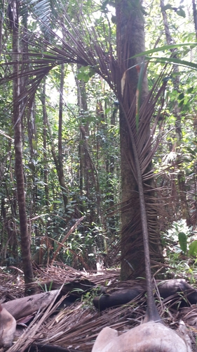 Image of Carl’s Palm (Dypsis carlsmithii) by no rights reserved