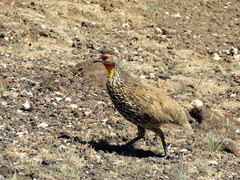 Pternistis leucoscepus